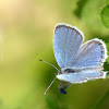 short-tailed blue