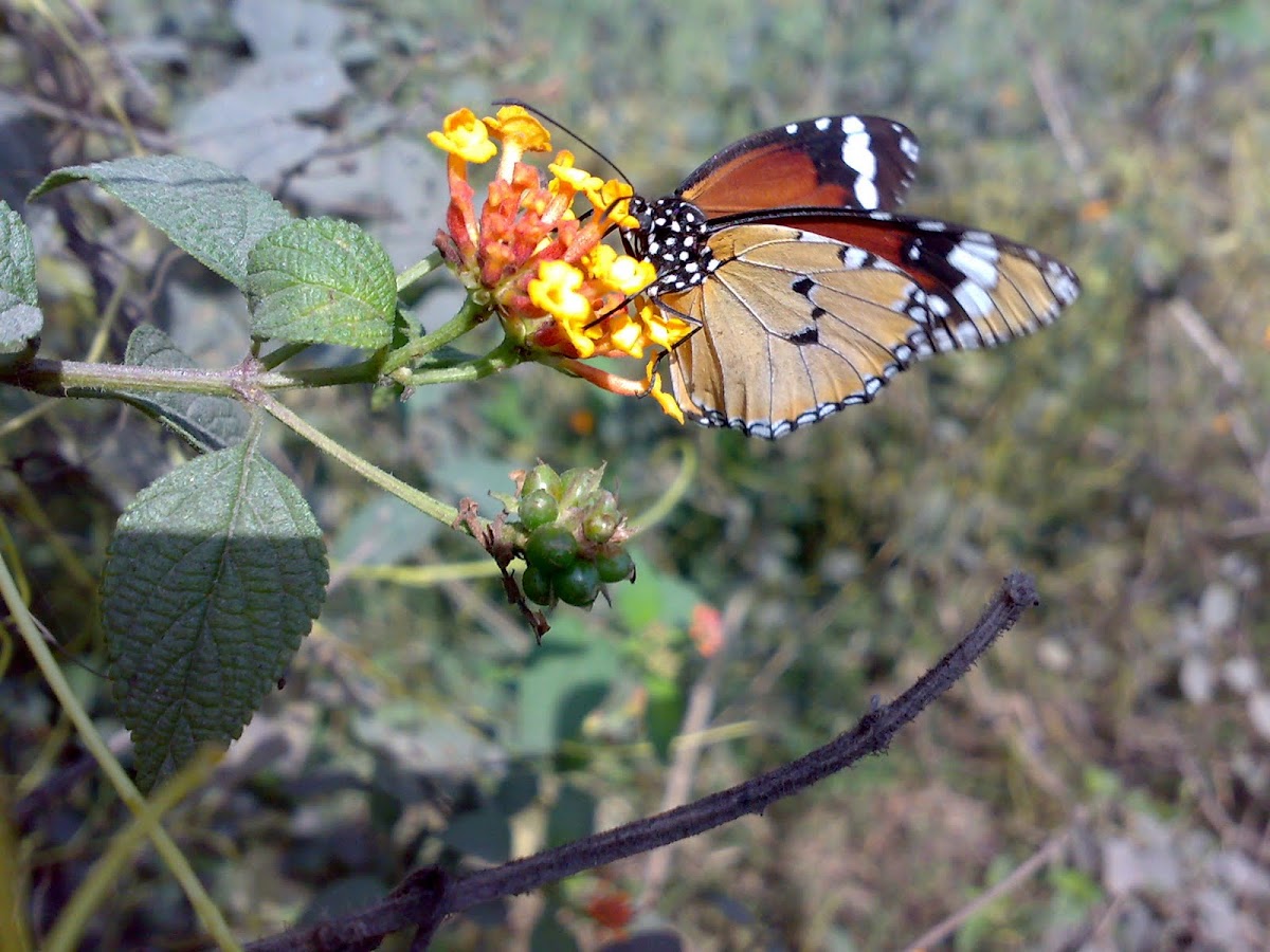 Plain Tiger or African Monarch ( तितली )