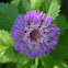 larkdaisy, Brazilian button flower