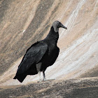 Urubu-de-Cabeça-Preta (American Black Vulture)