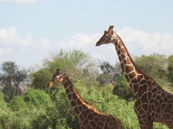 Reticulated Giraffe | Project Noah