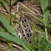 (Brown Morph) Northern Leopard Frog