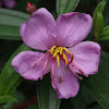 Sendudok / Straits rhododendron