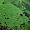 Metallic blue-green leaf beetle