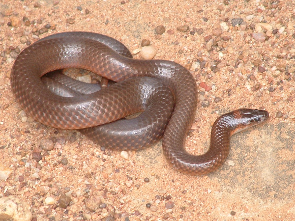 Orange naped Snake Project Noah