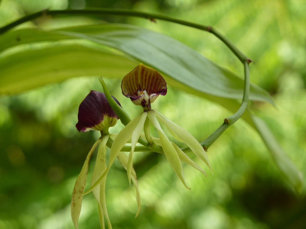 The Cockleshell Orchid