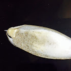 Cuttle fish bone