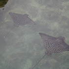 spotted eagle ray