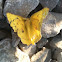 Butterfly or moth