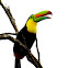 Keel-Billed Toucan