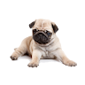 Dog screen cleaner Application icon