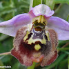 Large-flowered bee orchid