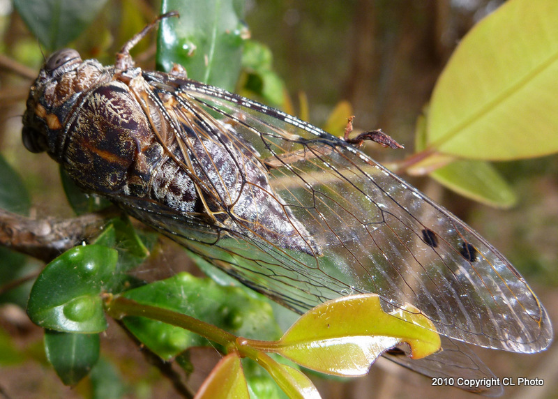 Cicada