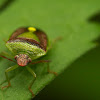 Red-backed Stink Bug