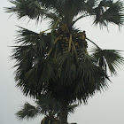 Asian Palmyra palm (TAL) 