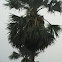 Asian Palmyra palm (TAL) 