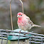 House Finch