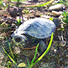 Eastern Painted Turtle (baby)