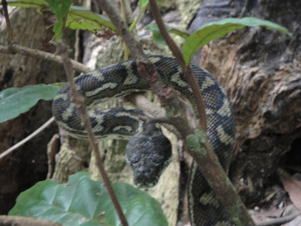 Eastern carpet python | Project Noah