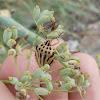 Yellow Half-spotted stink bug