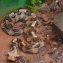 Gabon Viper