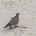 Collared Dove