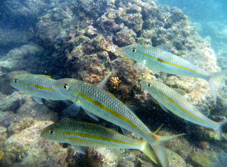 Yellow Fin Goat Fish