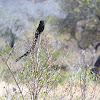 Magpie Shrike (formerly African Long-tailed Shrike)