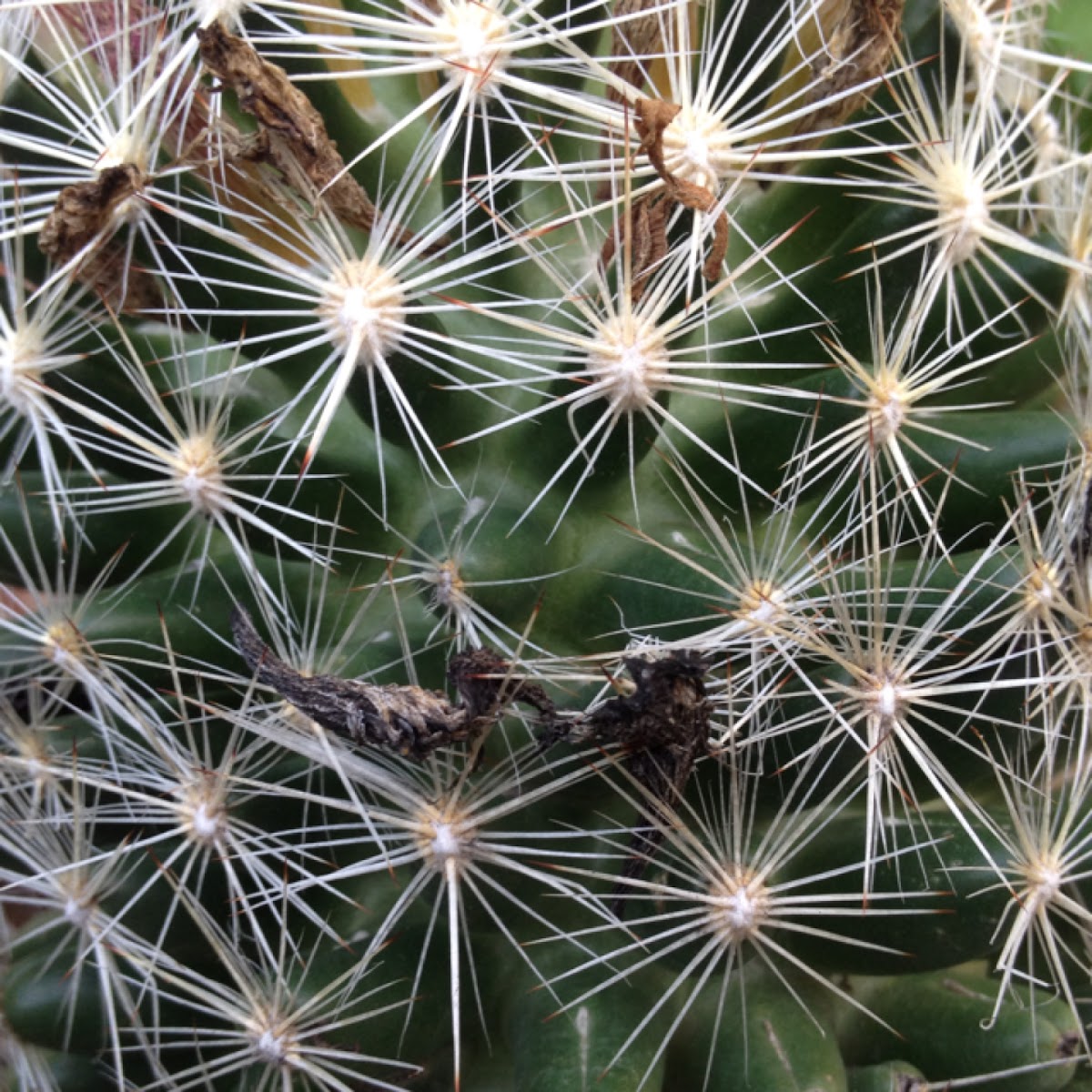 Eastern Beehive cactus
