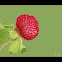 Indian strawberry, Mock strawberry