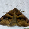 True Underwing Moths (Lepidoptera: Erebidae, Erebinae)