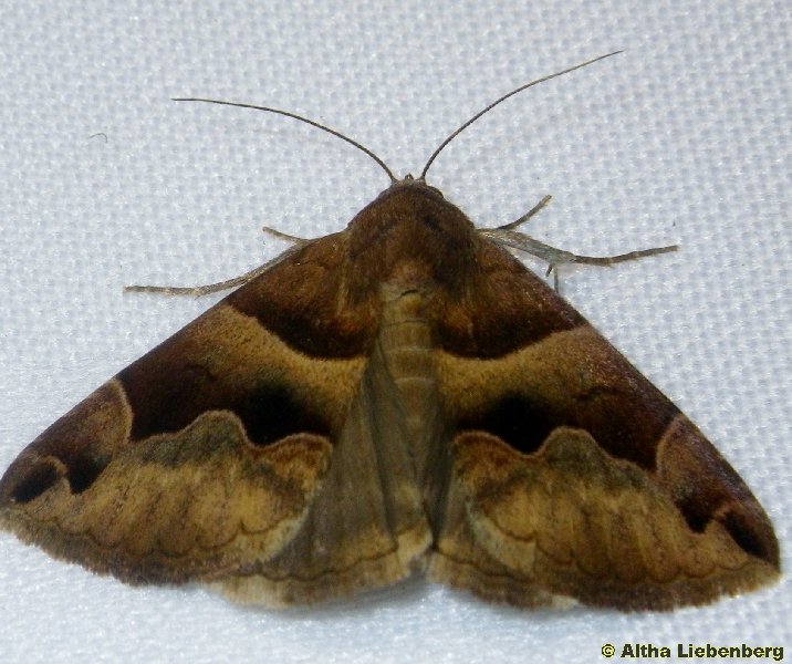 True Underwing Moths (Lepidoptera: Erebidae, Erebinae)