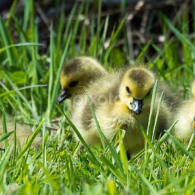 © Clement Stevens Photography by Clement Stevens - Animals Birds