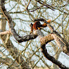 Indian/Malabar giant squirrel