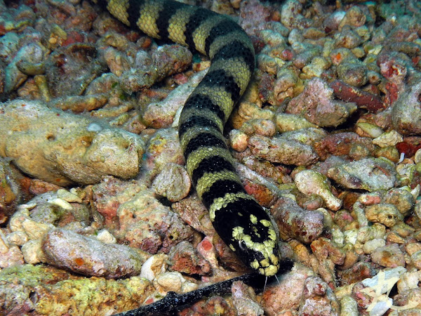 Ringed Turtlehead Sea Snake | Project Noah