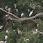 Cattle Egrets and Night Heron