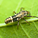 ladybug larvae