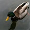 Mallard duck