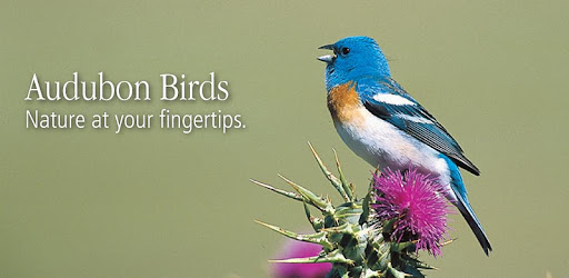 Audubon Wildflowers -  apk apps