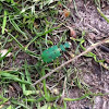 Green tiger beetle