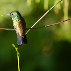 Copper rumped Hummingbird