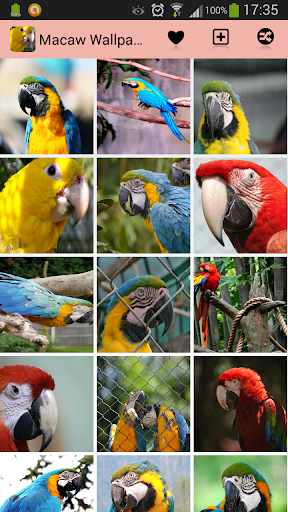 Macaw Wallpapers