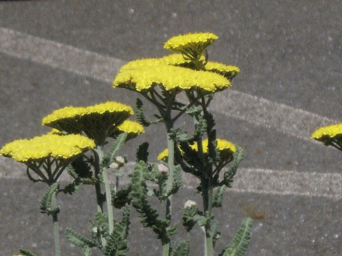 Yellow Yarrow