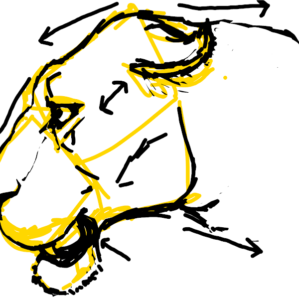 lion-head-study-1-drawings-sketchport