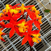 Fire-star Orchid