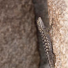 Granite spiny lizard