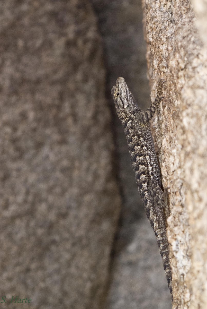 Granite spiny lizard