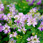 Purple Crown Vetch, bunte Kronwicke