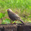 Jungle babbler