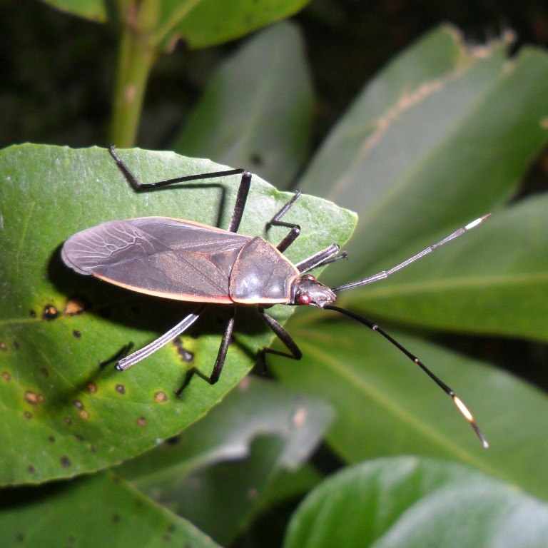 Spotting Project Noah